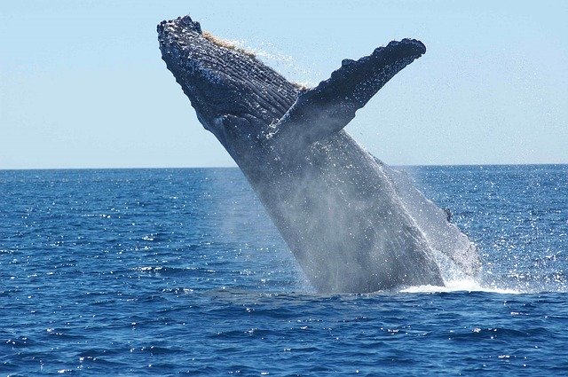 クジラの圧倒的なスケールの生態
