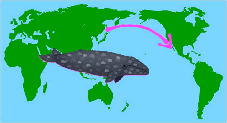 2万キロ以上移動するクジラの移動距離