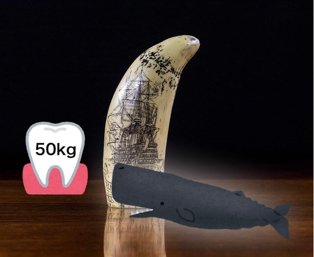 クジラの歯の重さは1kg