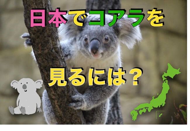 コアラを日本で見る方法