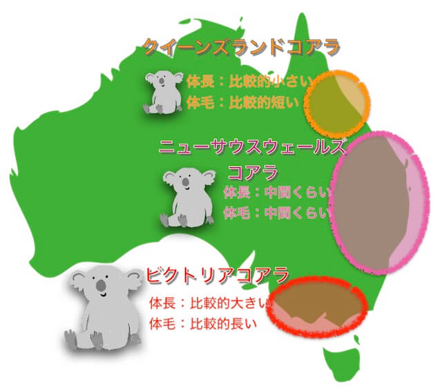 コアラの種類と分布